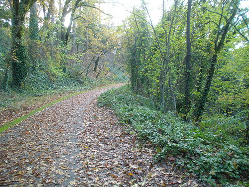 11 24 10 Walking Trail Late Afternoon