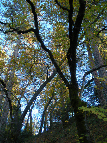 11 24 10 Walking Trail Late Afternoon Trees