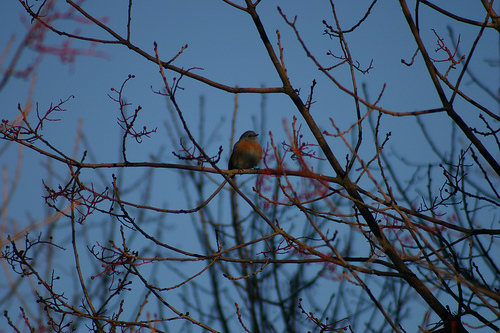 11 24 10 Western bluebird in the Pistache Tree