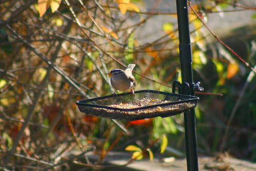 White Crowned Sparrow in the Birdfeeder