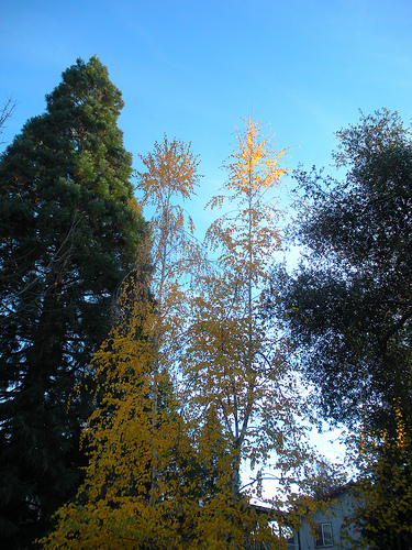 Autumn Trees and Sky