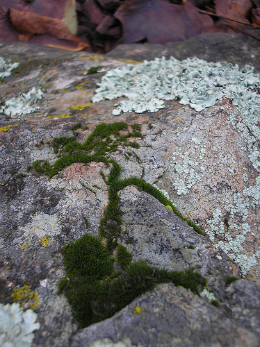 12 10 10 Moss and Lichen