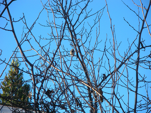 Sparrow in a Tree