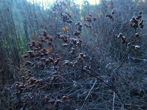 Red Shack 12 16 10 Weeds