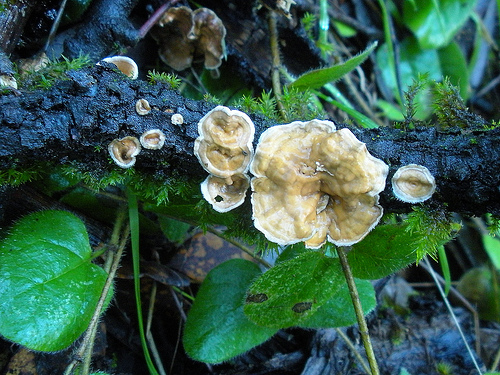 Red Shack 12 16 10 Fungus