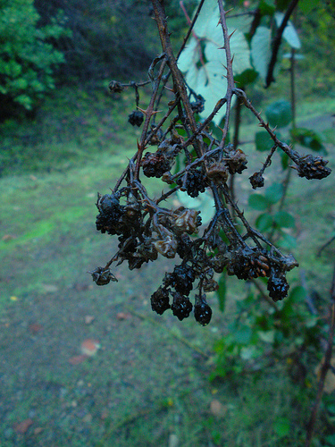 Red Shack 12 16 10 Blackberries