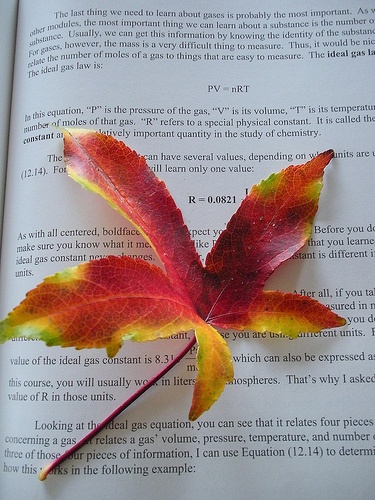 Autumn Leaf on My Chemistry