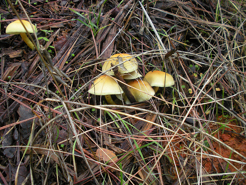 12 23 10 Mushrooms and needles