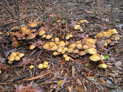 12 23 10 Lots of Mushrooms