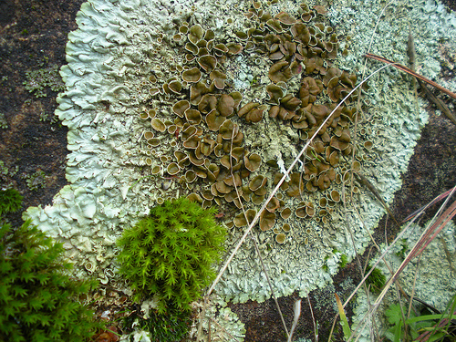 12 23 10 Moss and Lichen