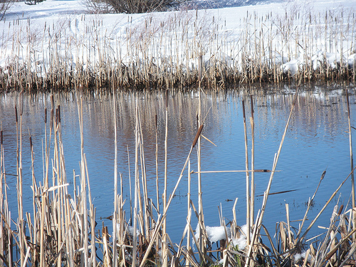 1 6 11 Snowshoe Cattails Taylor Creek