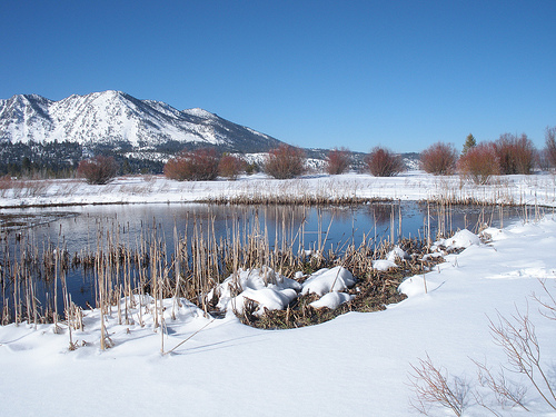 1 6 11 Cattails in the snow Taylor Creek