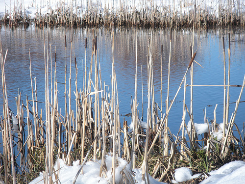1 6 11 Cattails at Taylor Creek with snow
