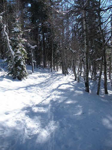 You can enjoy a Robert Frost Style winter nature study for your homeschool! Stopping By The Woods on a Snowy Evening can be a jumping off point. Enjoy these ideas for your snowy adventure.