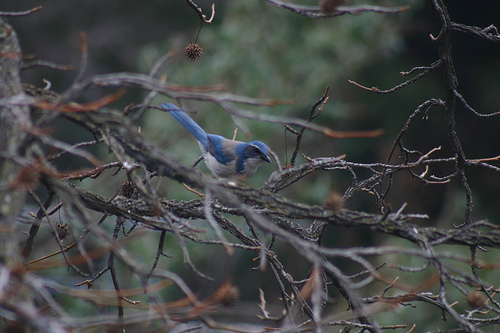 Scrub Jay in the Sweet Gum - Blue