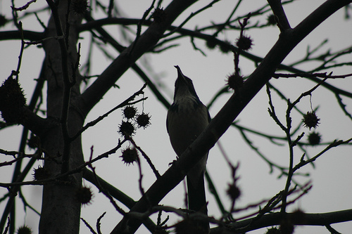 Scrub Jay in the Sweet Gum Tree