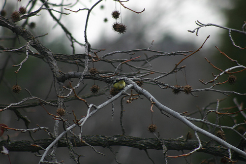 Goldfinch in the Sweet Gum Tree