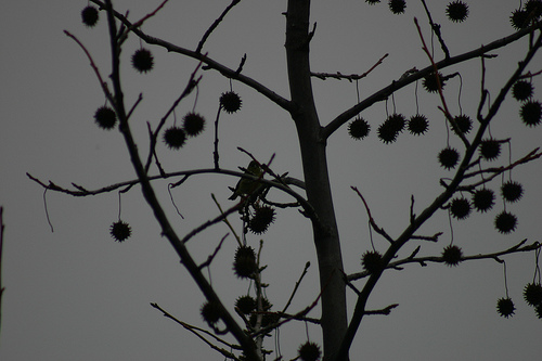 Finches in the Sweet Gum