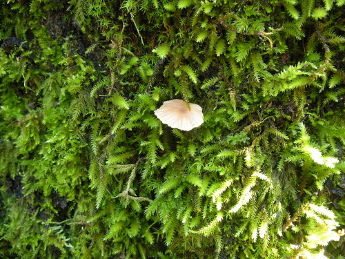 Moss and Mushroom on Tree