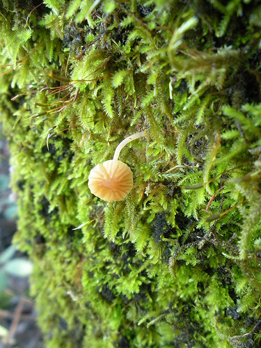 Fungus and Moss on Tree