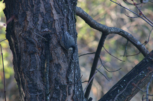 White-breasted Nuthatch 