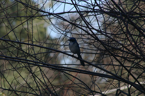 Scrub jays 