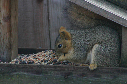 Squirrel in birdfeeder 