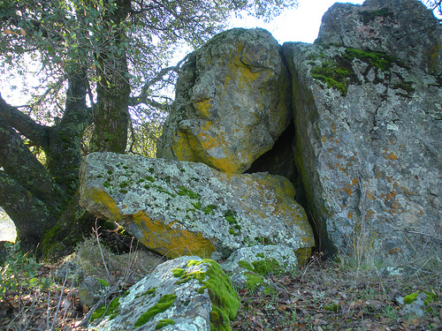 Boulders with tree, moss, and lichen