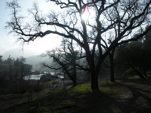 Oak tree in the sun with shadows