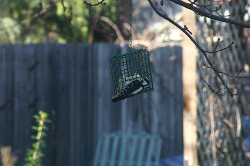 Woodpecker 1 18 11 