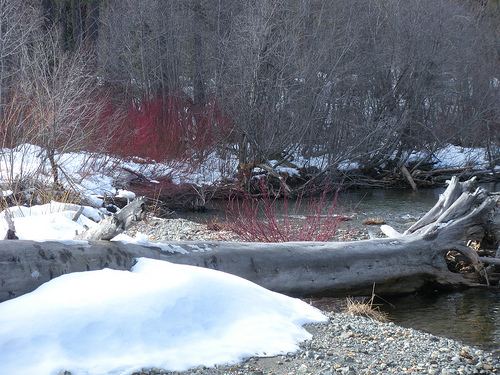 Taylor Creek with winter Bushes Red