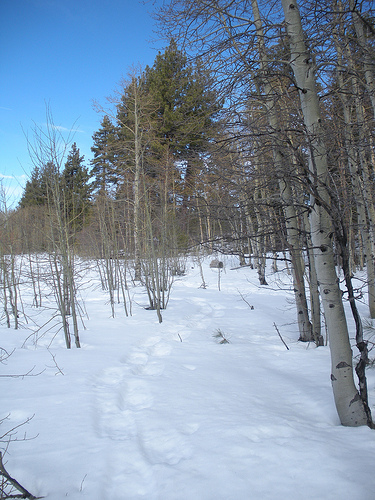 Aspens with Snow and a Trail