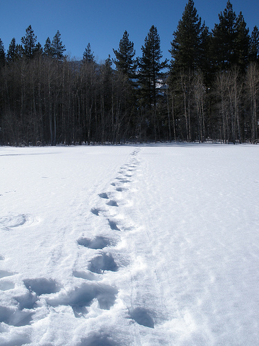 Tracks in the Snow with Trees