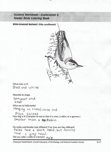 nuthatch journal page age 13