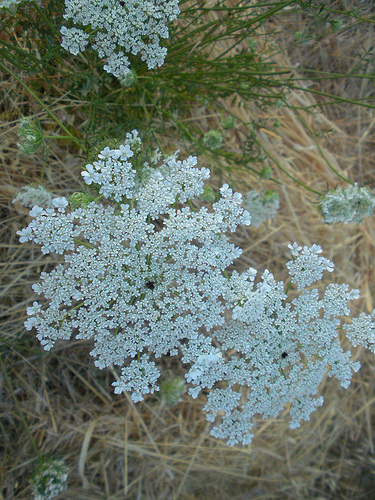 Queen Anne's Lace 8 10 .2