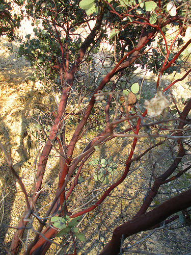 Walking trail manzanita