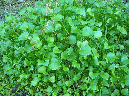 Miner's Lettuce on Walking Trail