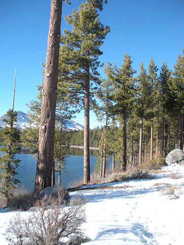 Pines On The Lake's Edge with Snow