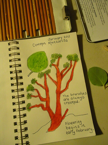 Manzanita nature journal (1)