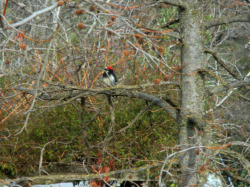 2 4 11 woodpeckers (1)