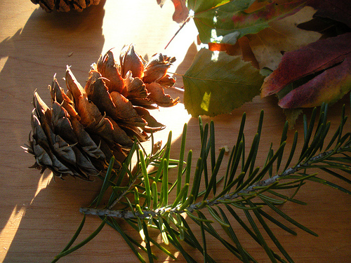 Douglas Fir with Cone