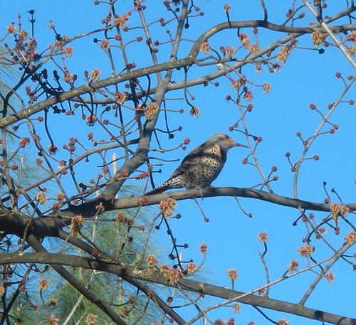 Northern Flicker