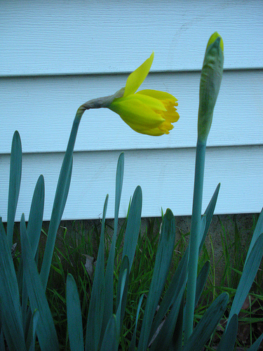 First Daffodil 2011