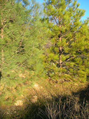 Two Pines 