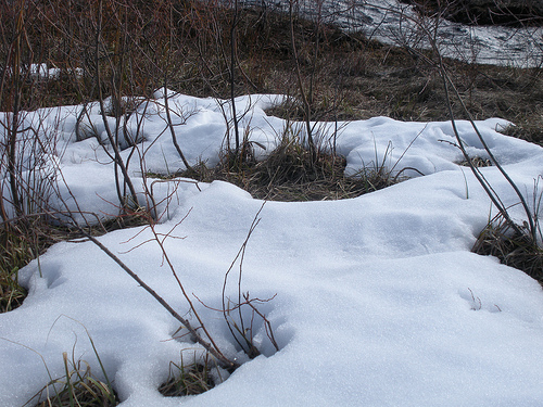 Winter Weeds and Snow