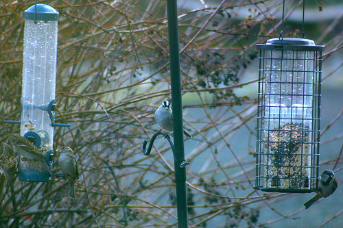 White Crowned Sparrow