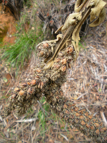 Mullein in Winter - Seeds