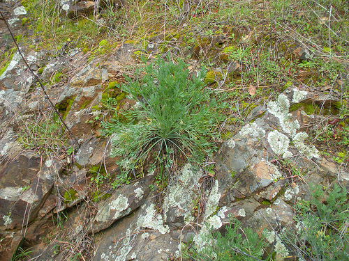 California Poppy plant