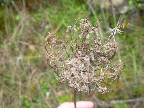 Queen Anne's Lace Winter Seeds