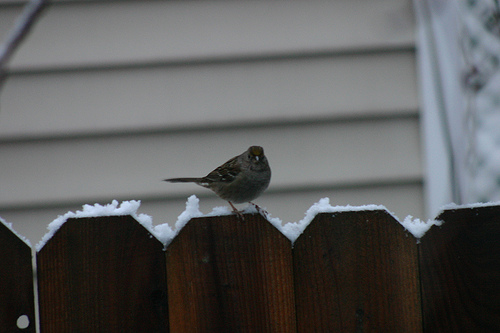 Snow Day Bird on the Fence
